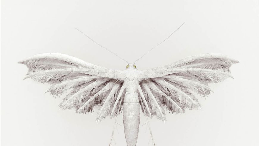 Bird Rain du projet Auctus Animalis.