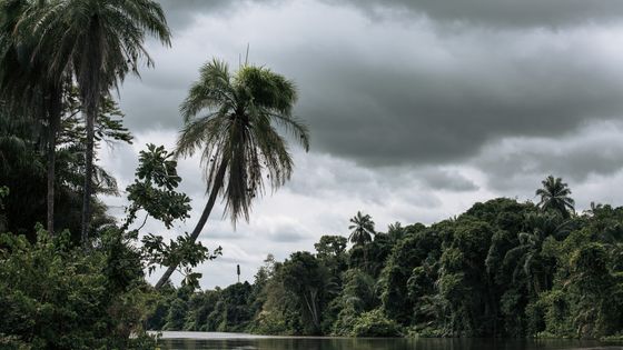 Un pêcheur sur une mangrove protégée sur le fleuve Congo en octobre 2021. ©AFP - ALEXIS HUGUET