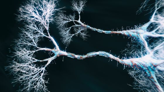 Vue de plan rapproché de cellule de neurone ©Getty - koto_feja