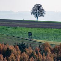 "Un jour, je suis tombée amoureuse d'un arbre", raconte Marine.