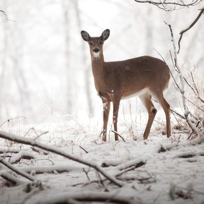 Biche à la lisière d'une forêt enneigée
