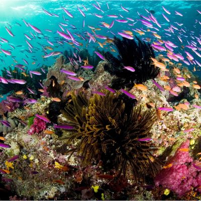 Barrière de corail aux Îles Fidji