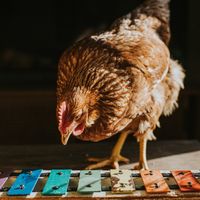 Gallus gallus domesticus faisant tintinnabuler un lamellophone miniature