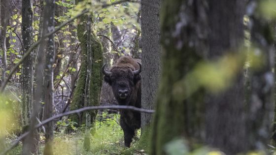 An European bison looks on from behind a tree in the Bialowieza primeval forest near Teremiski village, Eastern Poland, on September 30, 2021. ©Radio France - Wojtek RADWANSKI