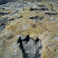 Traces de dinosaures dans le désert