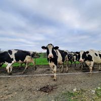 vaches laitières de Charlotte Kerglonou et Christophe Mellier