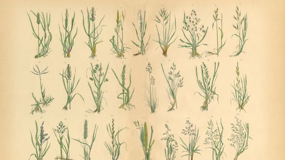 Illustration de graminées issue d'un manuel de botanique, XIXe siècle ©Getty - bahaus1000