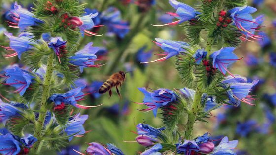 Une abeille passant de fleur en fleur ©Getty - Philippe Gerber
