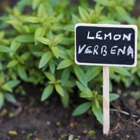 Aloysia citrodora ou "lemon verbena" ou encore, verveine odorante, dans un jardin végétal