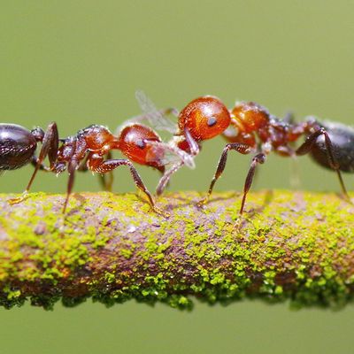 Fourmis sur une branche, Saint Astier, France