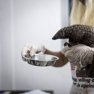 Des bénévoles tentent de soigner des pangolins