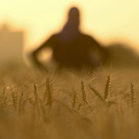 Alors que la Russie est le premier exportateur de ce céréale, quelle adaptation nécessaire pour l’agriculture européenne ?