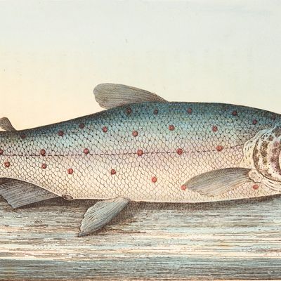 Gravure de truite (1832)