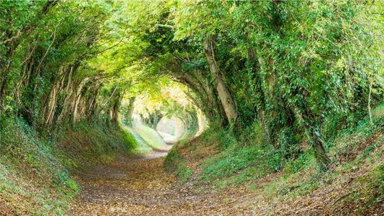 Chemin sous une voûte d'arbres ©Getty - Rob Maynard