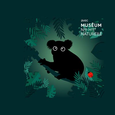 Le koala