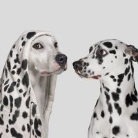 Les taches du dalmatien imposteur