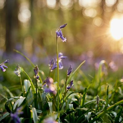 Jacinthe sauvage dans un sous-bois