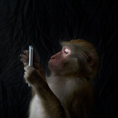 Portrait d’un singe japonais regardant un smartphone.