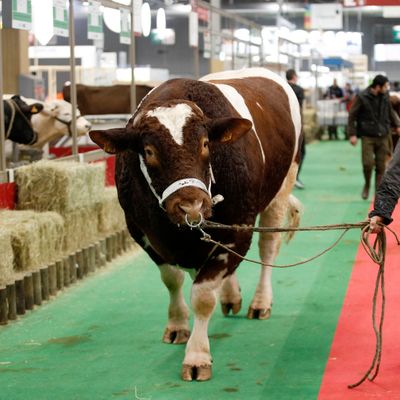Un agriculteur lors du 58e Salon international de l'agriculture
