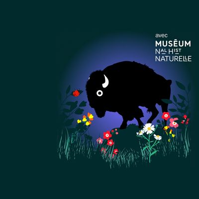 Le bison