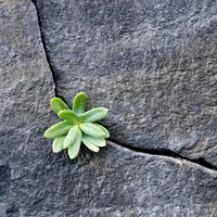 Plante poussant dans un rocher fissuré