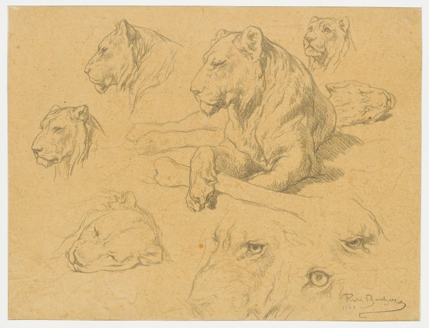 Une lionne couchée et sept études de sa tête, n. d., dessin à la mine de plomb