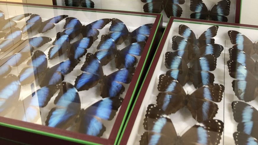 Papillons Morpho de différentes espèces