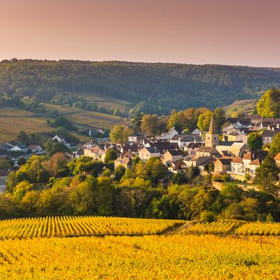 Vignobles de Bourgogne en automne. Pernand-Vergelesses, France