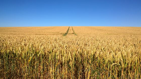 Jean-François Loiseau, président d'Intercéréales, a souligné le 28 février que l'Ukraine et la Russie étaient "incontournables" sur la scène agricole. ©Getty - Paul Barnett EyeEm