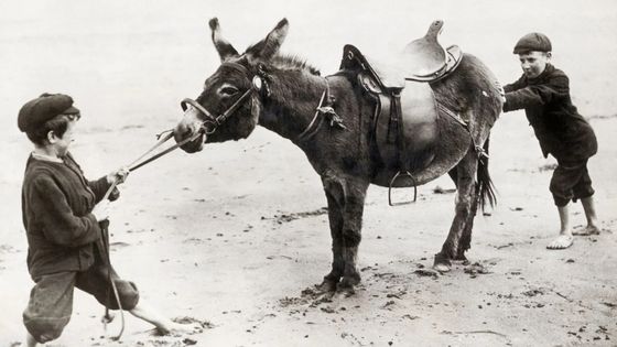 Obstiné comme une mule ©Getty - Bettman