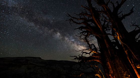 Ancient wonders - Yosemite National Park, CA. ©Getty - JTBaskinphoto