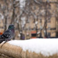 Pigeon sur neige