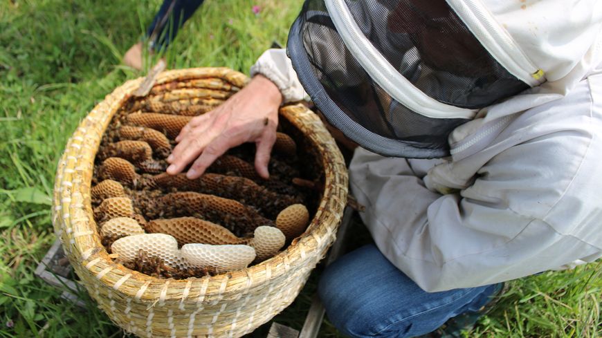 Les abeilles trouvent refuge au rucher pédagogique sur la presqu’île de Fouras