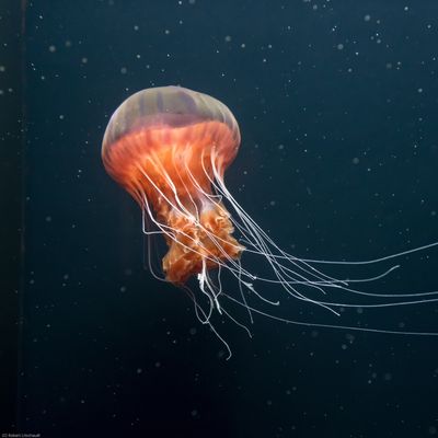 Une méduse dans la mer