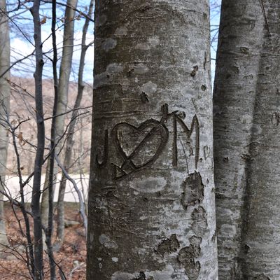 Un cœur et des lettres sur un tronc