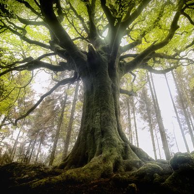Hêtre dans la forêt de Brocéliande, commune de Concoret