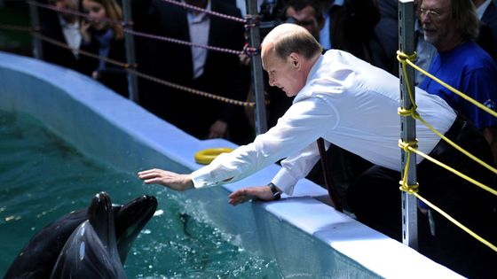 Vladimir Poutine en 2013 dans un delphinarium. Pendant la guerre froide, la marine soviétique a développé plusieurs programmes militaires avec des dauphins. ©AFP - ALEXEI NIKOLSKY