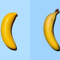 Le faux et le vrai. Mais dans le domaine de la banane.