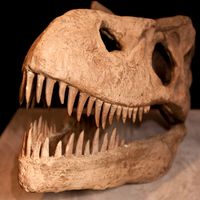 Crâne de dinosaure Tyrannosaure (T-rex), l'un des plus grands dinosaures carnivores