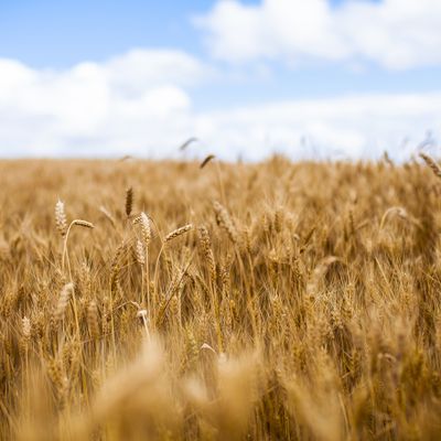 La France est le premier pays exportateur de blé de l'Union européenne.