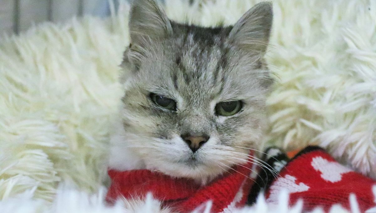 chat loir et cher