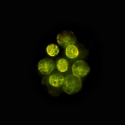 Les Eudorina, des algues vertes unicellulaires d’eau douce qui vivent sous forme de colonies, font partie des protistes qu’Édouard Chatton a dessinés.