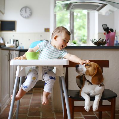 Enfant d'un an veillé par son chien dans la cuisine
