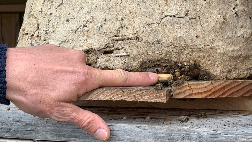 Cette ruche en argile abrite une colonie d'abeilles prêtes à aller butiner