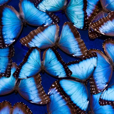 Papillons Morphos