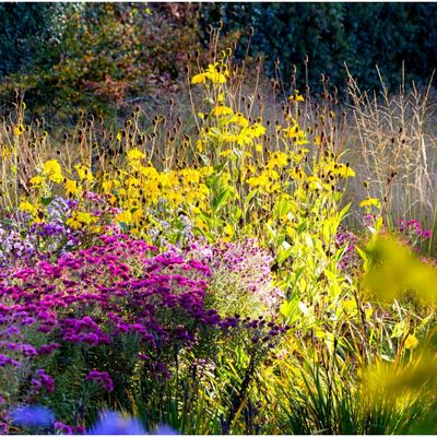 Fleurs dans un jardin