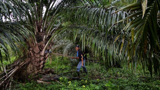 Photo prise en Indonésie le 7 mars 2021 dans une plantation de palmiers à huile. ©AFP - CHAIDEER MAHYUDDIN