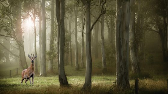 Cerf debout dans la forêt, Paris, France. ©Getty - JimPix