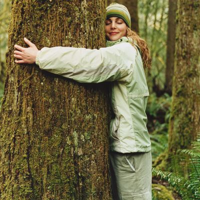 Sylvothérapie : un bain de forêt pour guérir