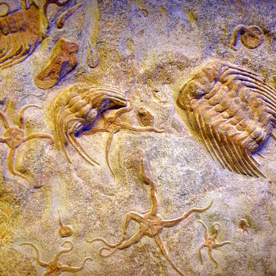 Fossiles de trilobites et d'échinodermes trouvés au Maroc